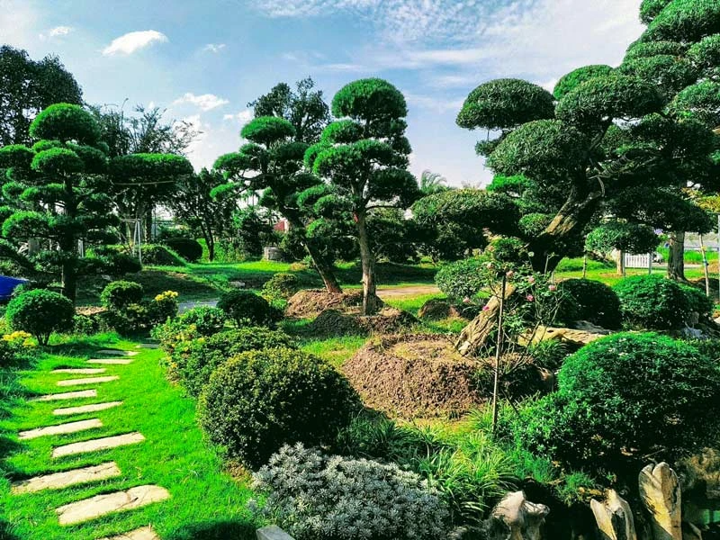 CÔNG TY CHĂM SÓC CÂY CẢNH CHUYÊN NGHIỆP TẠI LÂM ĐỒNG