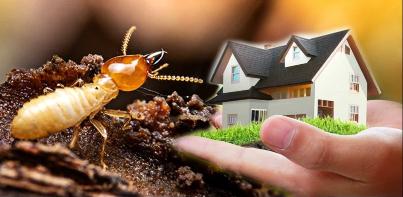 công ty diệt mối lâm đồng
